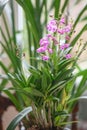 Orchid, Dendrobium Berry Oda. purple flowering plants